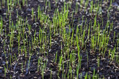 Close-up of Healthy Grass After Dethatching