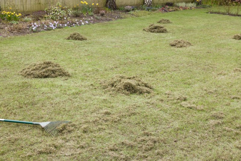Lawn Dethatching Services