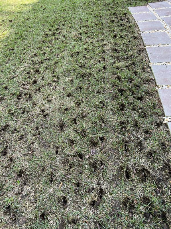 Aeration Process on Grass